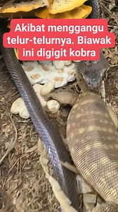 Makanya wak #snake #wild #animal #freedom #usa #sticker #gamepiece #gameitem | Trushcare Aroel