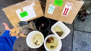 Ancient fish tank setup for living dinosaurs in your home