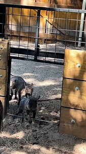 2.8K views · 344 reactions | I spy some tiny piglet activity in the Warthog exhibit! If you’re visiting this weekend, keep your eyes peeled. These speedy little ones don’t stay still for long. | Jacksonville Zoo and Botanical Gardens | Facebook