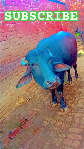 are bhai scheme matlab bhai please subscribe kallu bhai Garib ki video hai subscribe mein please 🥹🥹🥹