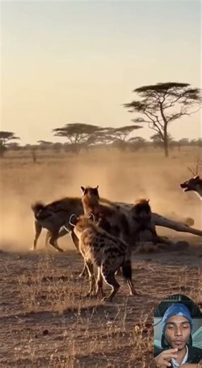 Savannah Survival: Hyenas vs Giraffe | Nature’s Most Intense Hunt