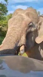 🐘😍"Adrenaline surges as the jeep becomes a fleeting refuge, the tusk elephants trumpeting charge echoing through Yale's wild heart, a primal thrill that etches memory forever." 💚 #panchisafarijeeptours #yalanationalpark #wildsrilanka #visitsrilanka #safariadventure www.srilankayalasafari.lk | Panchi Safari jeep tours