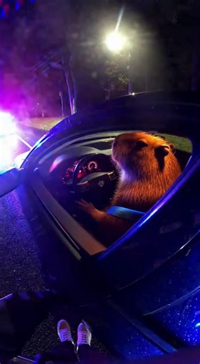 Understanding Stop Signs in Everyday Life