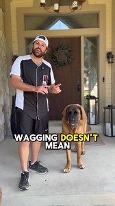 33K views · 9.7K reactions | A tail wag does not = a friendly dog....
