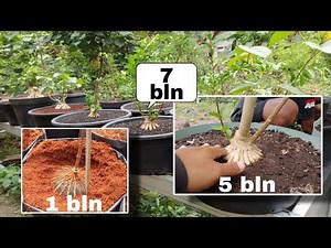 root sancang program tutorial