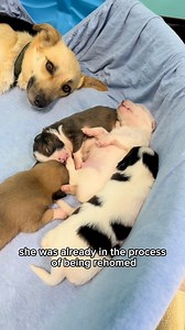 Yes, we have puppies 😵‍💫 First come, first serve! If you want to foster or adopt one of these babies, please come to our Cesar Chavez location anytime between 12-6pm – they go fast! Fostering families like Billie’s is a great way to get first dibs on growing pups. More importantly, the shelter is no place to raise puppies! 📧 Want to be added to our list of maternity fosters? Email foster@austinpetsalive.org | Austin Pets Alive!