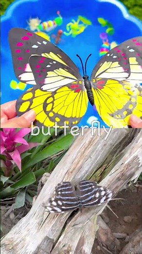 Baby Toddler Preschooler Learn | Bug Names: Slug Spider Butterfly Centipede Beetle Crane Fly