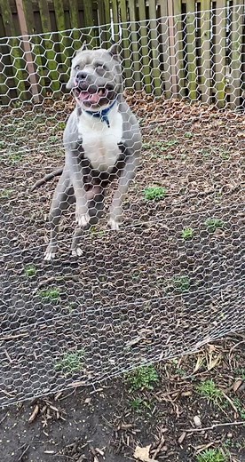 Funny Video of Dog Bullying Puppy | What Happens When 2 Dogs Get Stuck Together