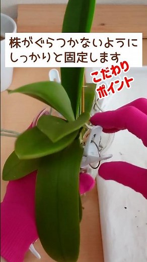 夏に花が終わった胡蝶蘭を水栽培に切り替え