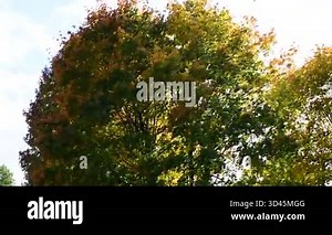 beautiful autumn landscape, trees