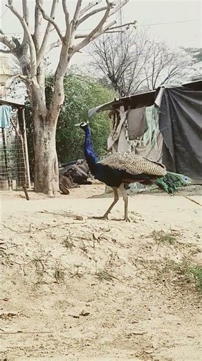 peacock 🦚 my home