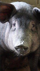 Potbelly Pig Quiz: True or False?