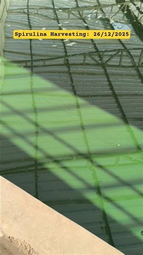 Spirulina Harvesting #spirulina #spirulinafarming #spirulinamotherculture #NutriGlobeOrganic