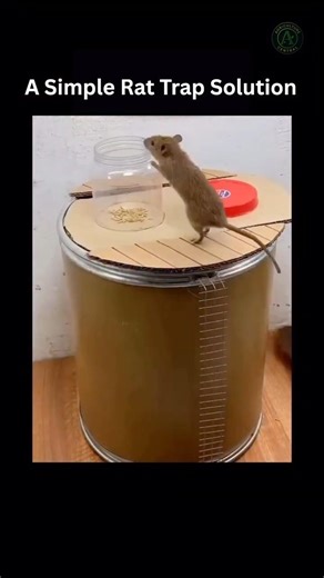 This Trap Catches Every Single Rat #rat #trap #diy