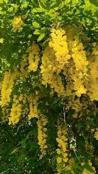 Laburnum anagyroides - Golden Chain💛 #flowers #flowerslove #reels #goldenchain 💛