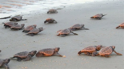 2.8M views · 54K shares | HAPPY SEA TURTLE SEASON!!! In a couple...