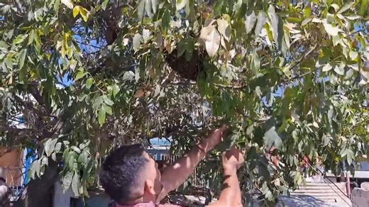 Cómo reubicar abejas #47 | Bees Herald