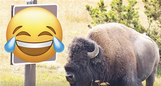 National Park Service Shares Hilarious Yellowstone Bison Warning