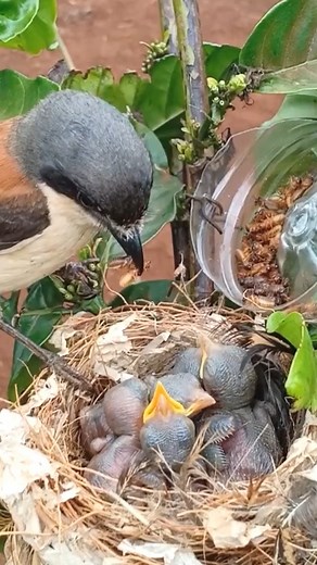 review bird nest daily life with beautiful nature, mother bird baby bird life #birdlovers #relax #babybird #birdsounds #birdphotography #holiday #birdnest #birdsofinstagram #bird #birdlife #nature #reelsinstagram #babybird #naturelover #shorts #birdnest #birdwatching #wildlife #viralvideo #motherbird | Bird and bird