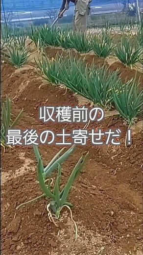 長ねぎが黒腐菌核病に！
