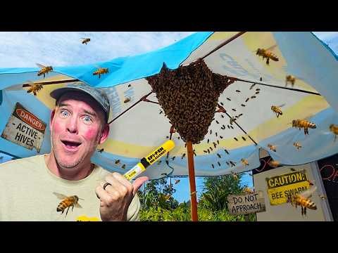 Bee Swarm Took Over a Restaurant