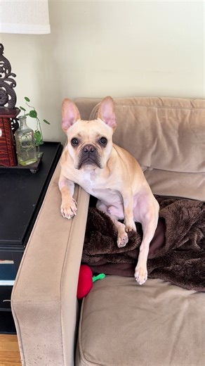 Kirby the GOAT: A Snowy Sunday Adventure