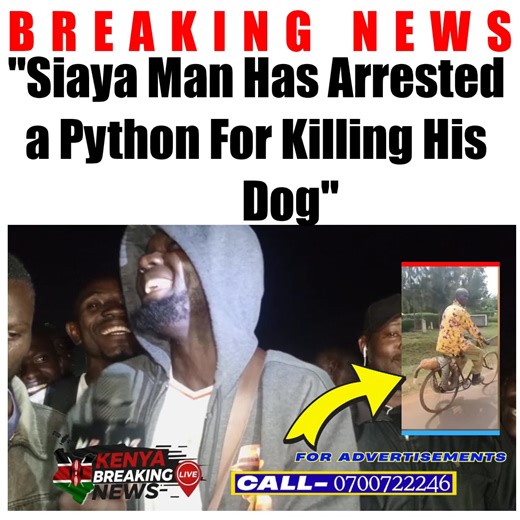 😂🐍 Omosh One Hour has left netizens in stitches after reacting to a bizarre incident from Siaya, where a man arrested a python snake and reportedly took it to the police station for killing his dog. Only in Kenya will a snake be treated like a prime suspect! The story has sparked laughter across social media, with Omosh’s reaction making it even more hilarious. From jokes about “recording a statement” to asking if the snake was put in custody, Kenyans are once again proving that humor is our c