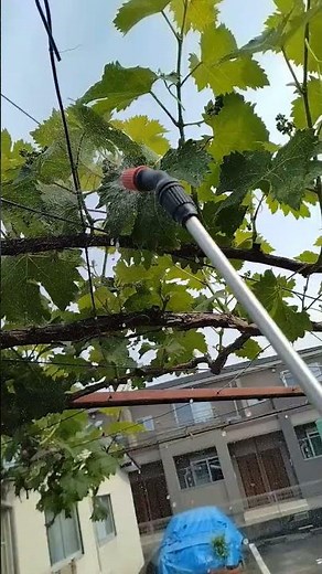 ぶどう(巨峰)の剪定と消毒をしました。 #ぶどう栽培
