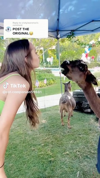 Funny Alpaca Moments That Will Make You Laugh