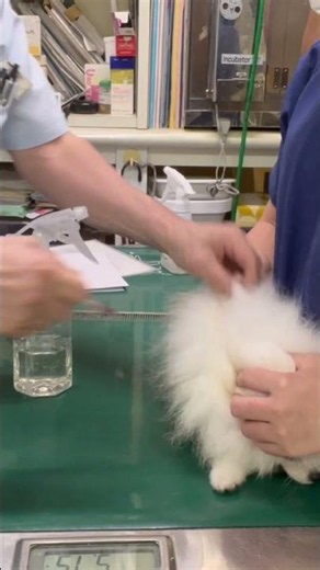 ①ポメラニアンのぽぽちゃんの 6種混合ワクチン接種、ご褒美