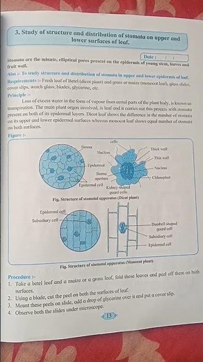 Study of structure and distribution of stomata on upper and lower surface of leaf practical-Class 12