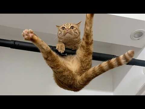 These CATS are too FUNNY! 🤣 | New Cat Videos 2026 Pop Cat Laugh