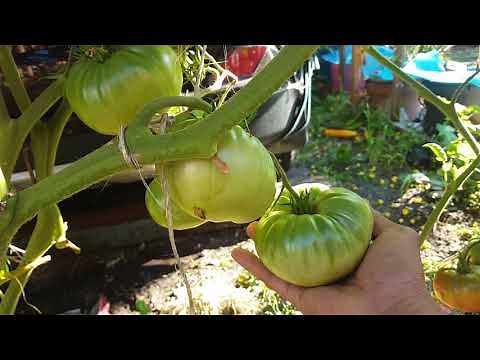 HOW TO GROW ITALIAN TOMATO TREE