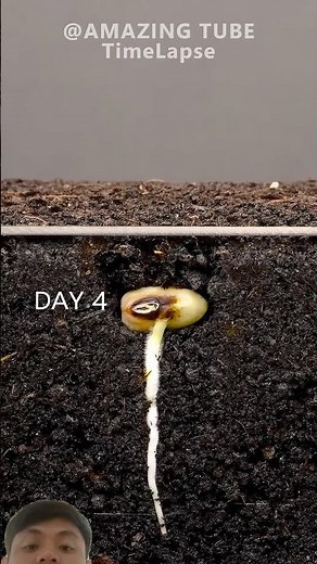黒目豆の発芽から成長まで｜タイムラプス #タイムラプス #植物 #timelapse #plants #花 #ひまわり #果物 #種 #garden #flowers #fruits