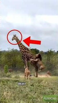 9 Animal Facts That Will Blow Your Mind 🤯 You Won’t Believe #6! #animalsfacts #wildlife #shorts