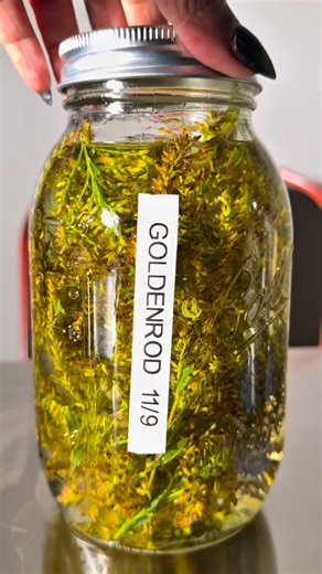 Imagine finding your medicine in the wild instead of the pharmacy aisle. Goldenrod isn’t a weed pretending to be pretty. It’s a full-body tonic that supports the urinary and lymphatic systems, eases mild inflammation, and helps the body release what it’s been holding on to. I made this fresh goldenrod extract using 75 percent organic alcohol and 25 percent distilled water, letting it sit for a few weeks to draw out the plant’s antioxidants, flavonoids, and saponins. Research has shown that golde