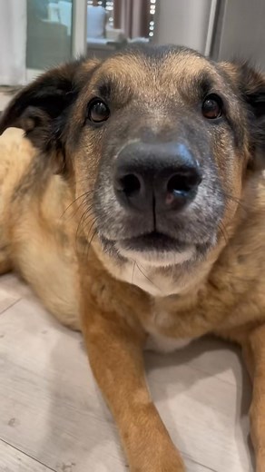 3K views · 344 reactions | I think we knew the winner from the start 來 #dogsoftiktok #djangosmiles #foodie #fyp #foryou | Django | Facebook