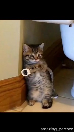 Adorable Cat Moments Compilation