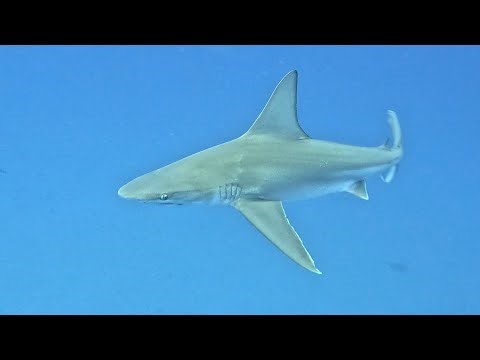 Friendly Sandbar Shark 09 24 25