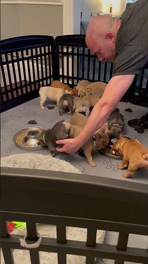 It's a feeding time frenzy for French Bulldog puppies!