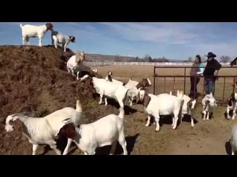Raising Boer Goats