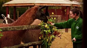 Naughty llamas feast on zoo's Christmas decorations