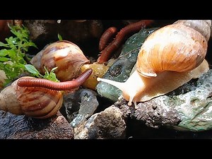 Tiny Explorers: Snails on a Journey Through the Wildness #TinyExplore #SnailJourney #SnailAdventure