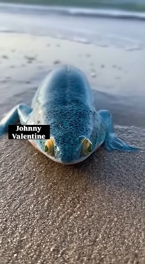 33K views · 135 reactions | What in the Pixar evolution is this  | Johnny Valentine | Facebook