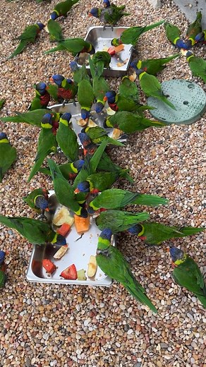 6.3K views · 147 reactions | You help us feed our lorikeets their nutritious nectar daily, but they also enjoy several types of fruit, like strawberries, apples, and cantaloupe! When was the last time you fed the lorikeets? 列 Video by Animal Care Specialist Michelle | Aquarium of the Pacific | Facebook