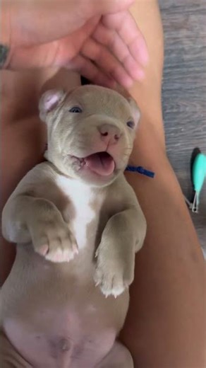 adorable Xl bully pup #americanbully #xlbullypuppies #shorts