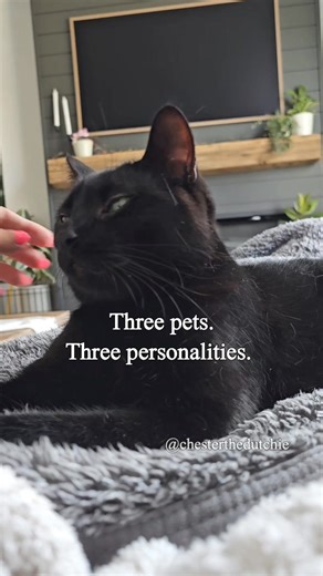 Three pets, but they all have their individual personalities. Chester: The most unconditional love. He is a big foodie. He's also a very big pest. He doesn't know personal space. Has absolutely zero fear. Bobby: Dog stuck in a cat body. He is our shadow and will follow us in every room we go. Greets people at the door every single time. Loves his playtime. Archie: The gentlest soul ever. He is truly an angel. Desensitized to everything - you can do anything to him. Constantly working on 1 brainc