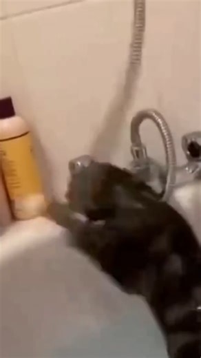 Funniest cats hilarious moments try not to laugh. 😂 #cat #funnycat #pet #catmoment #reels | My Cat