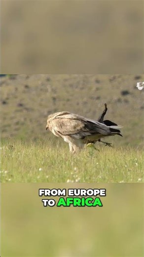 🐦Bird Migration Discover the Nutritional Wonders of Bulgarian Waters