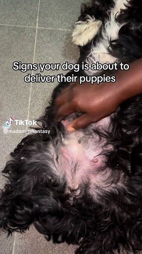 Signs Your Dog is Expecting Puppies